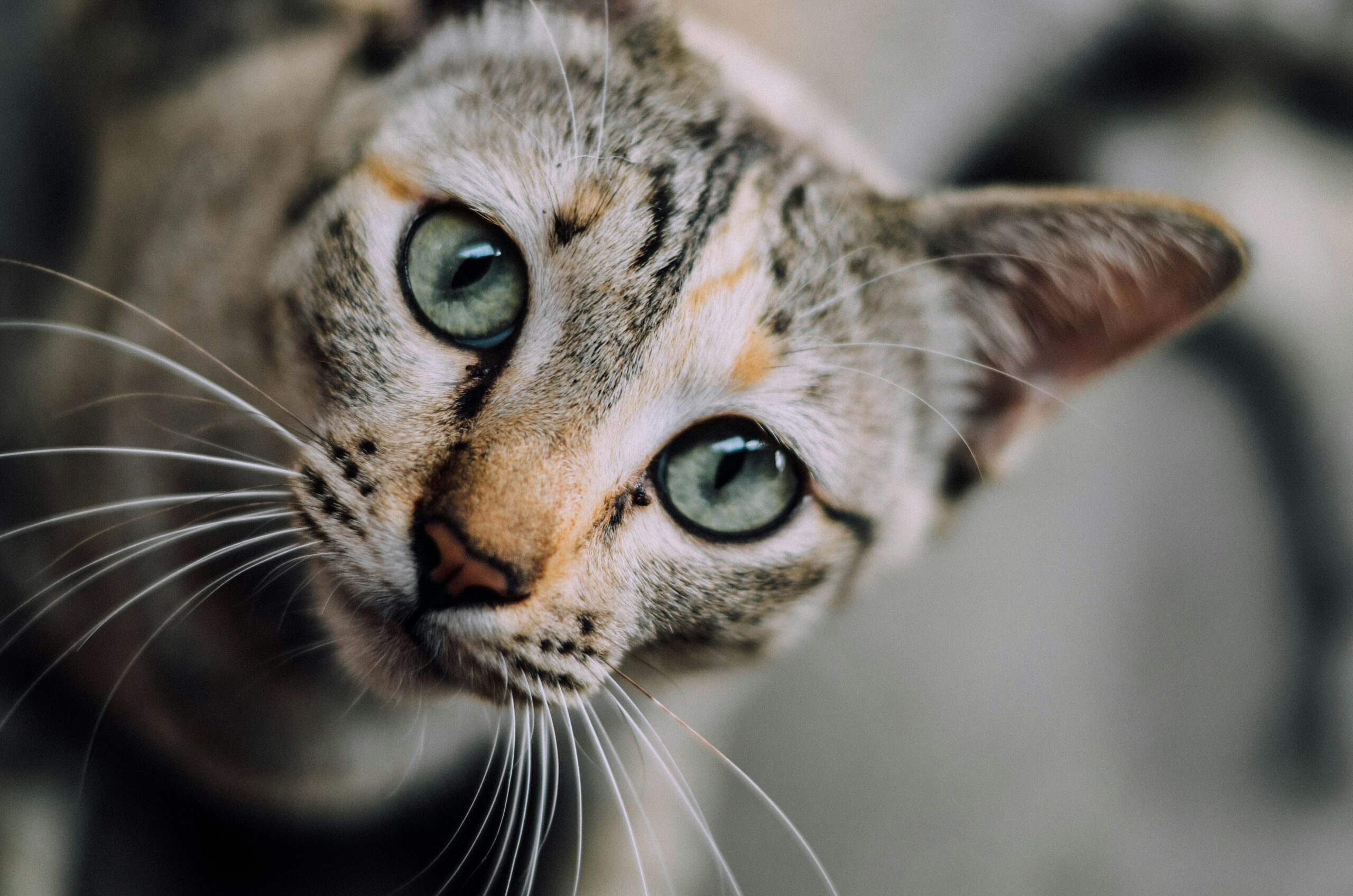 signs of rabies in cats