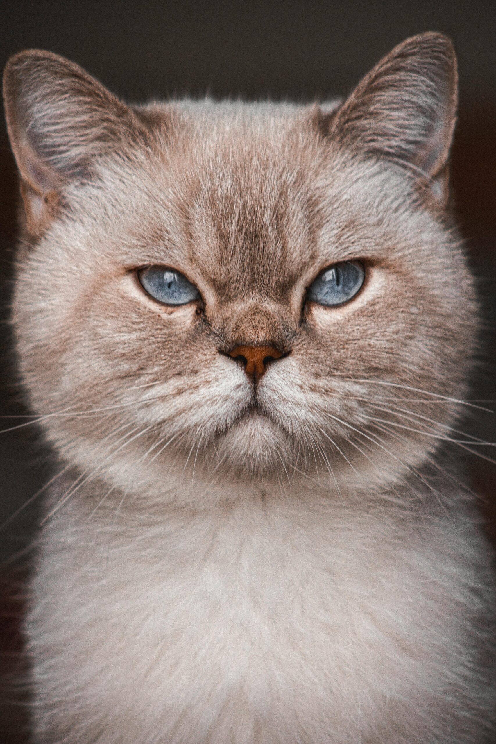 british longhair cat