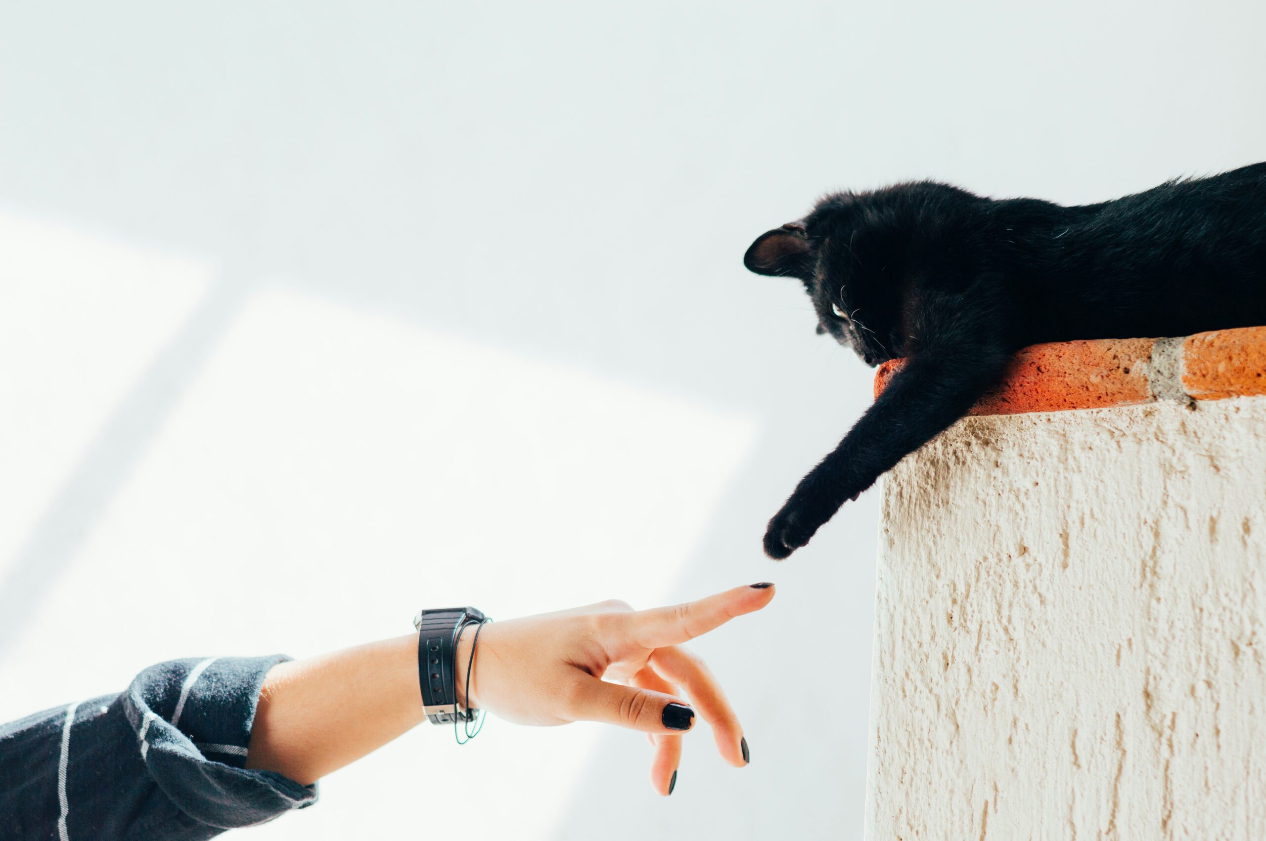 cat harness