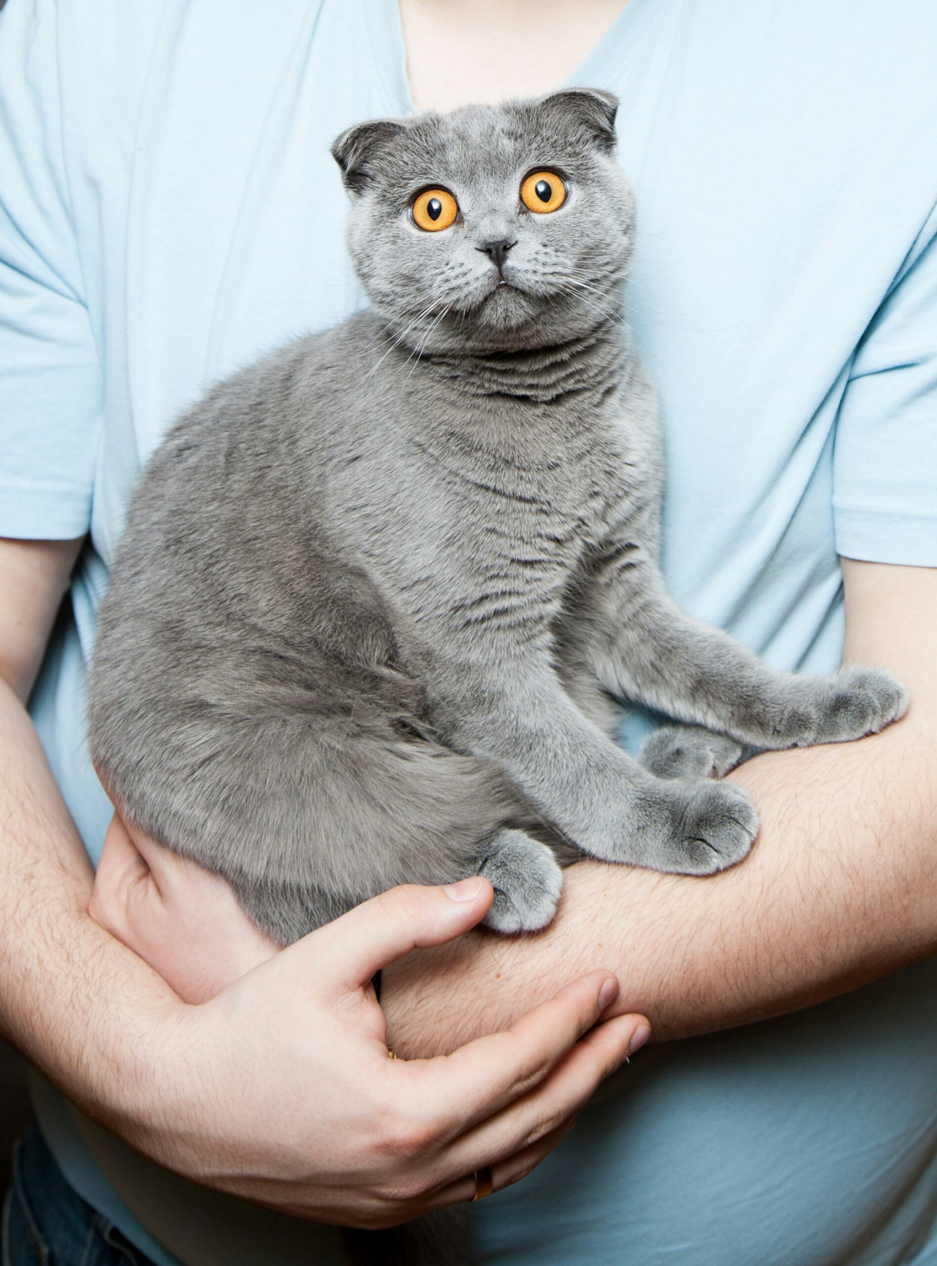 signs of rabies in cats