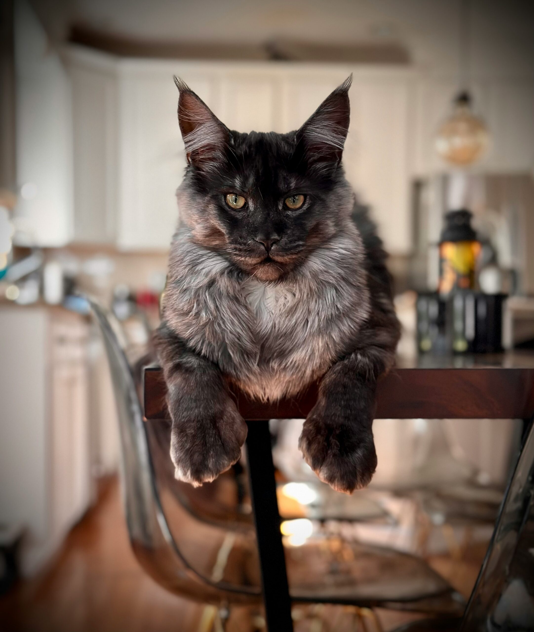 maine coon cat size