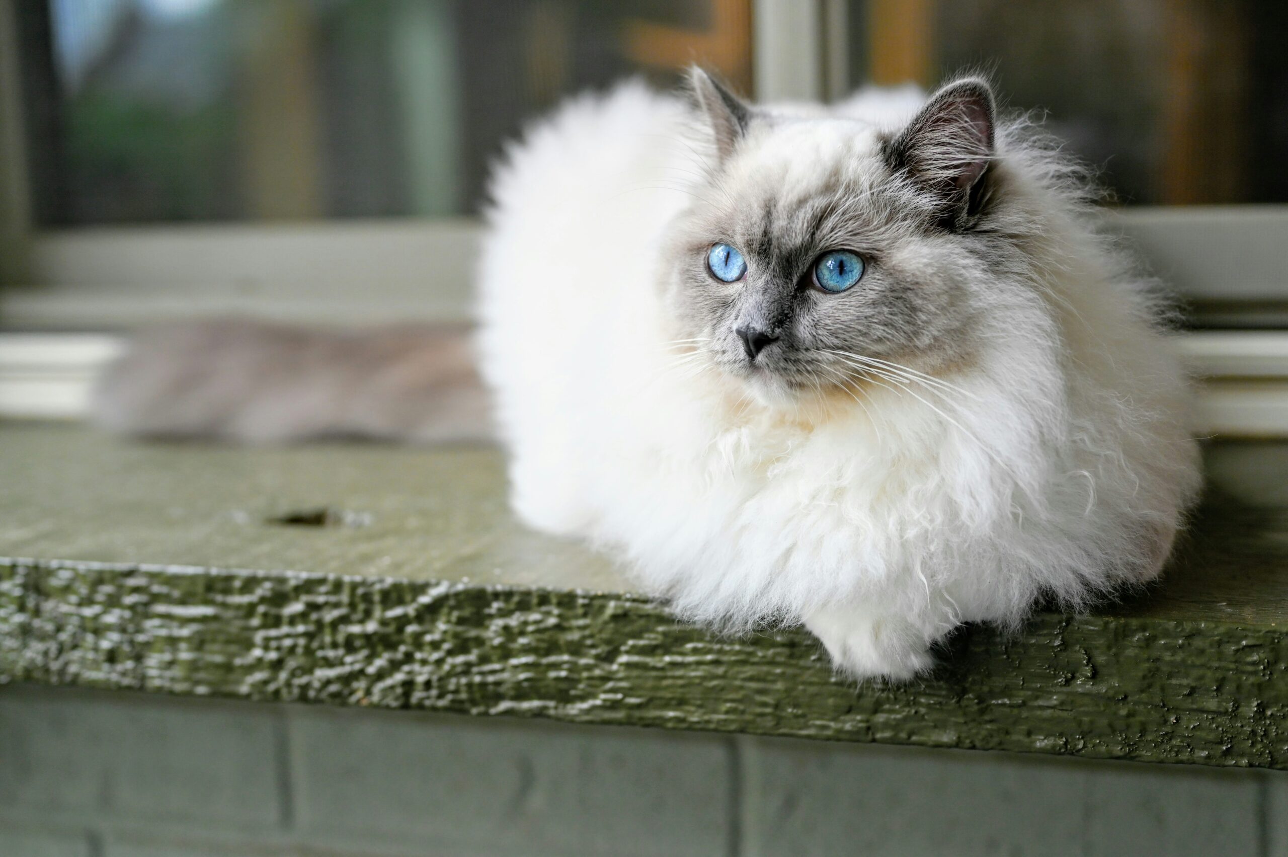 ragdoll cat price