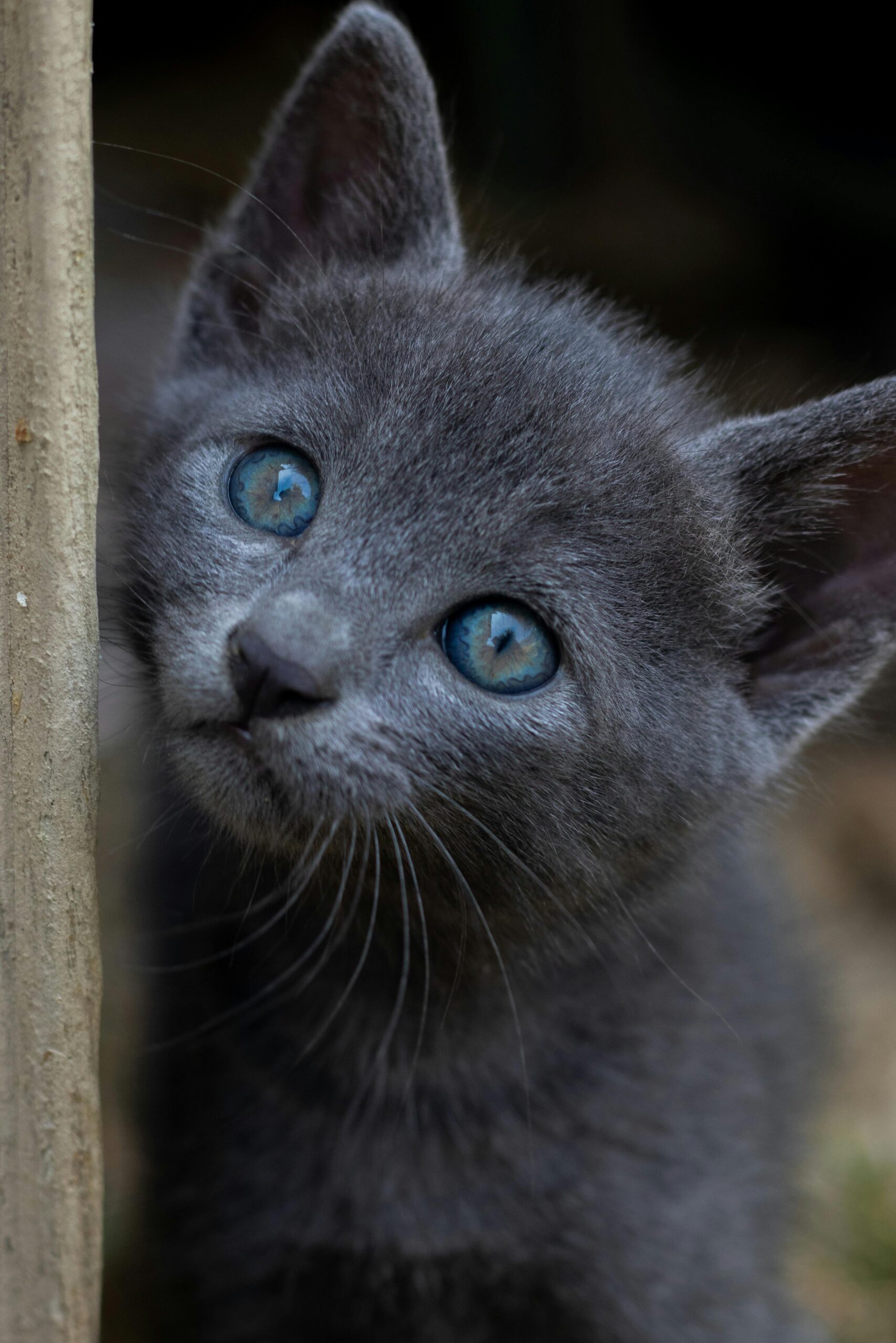 russian blue cat price