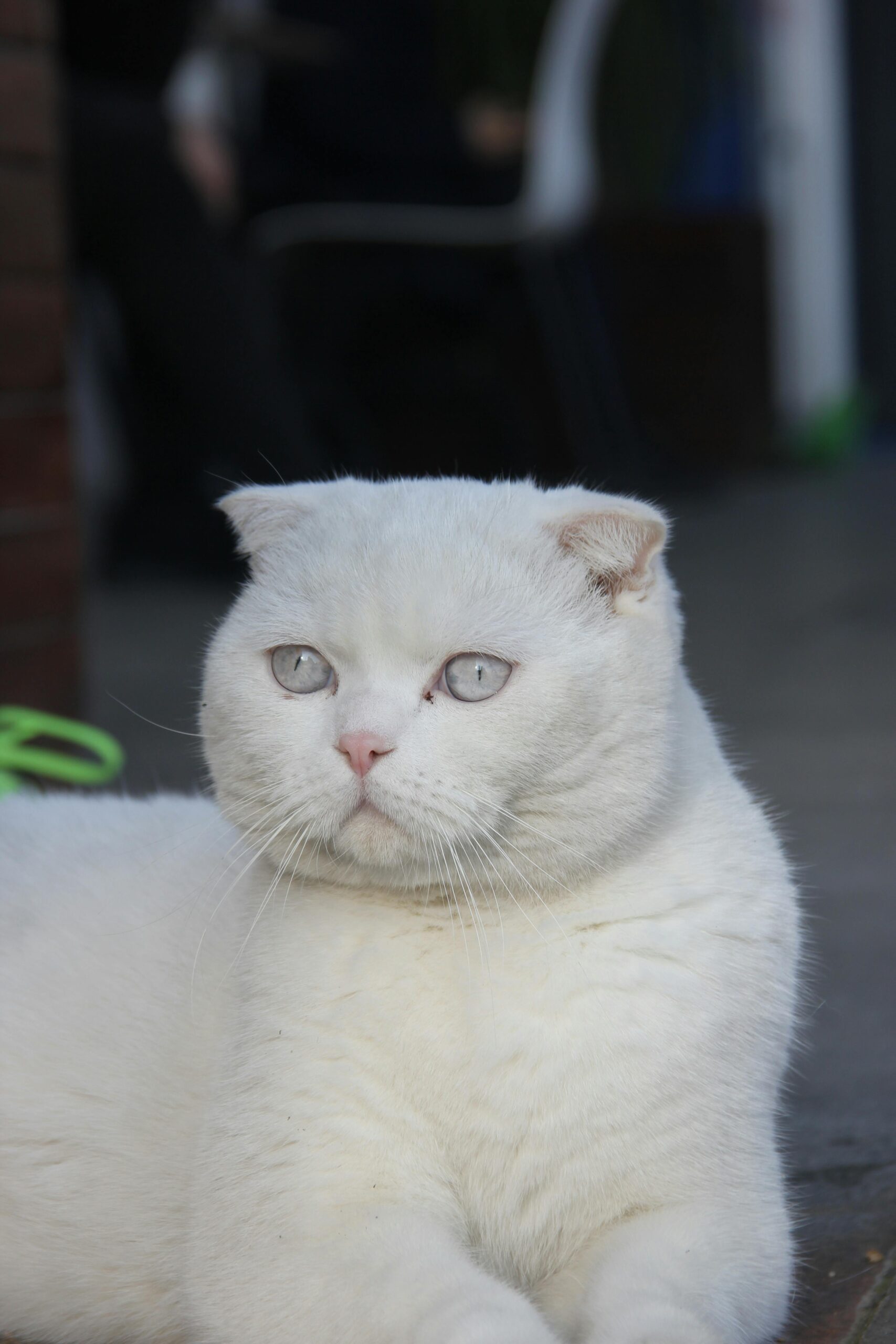 scottish fold cat for sale