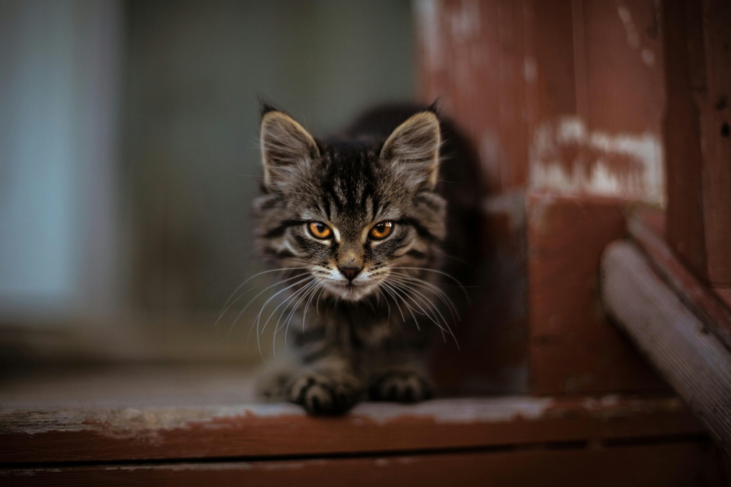 cat coughing