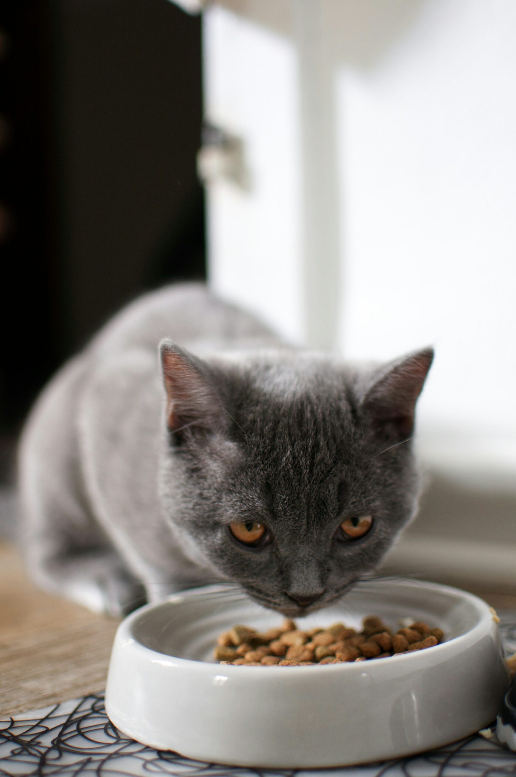 homemade cat food recipes