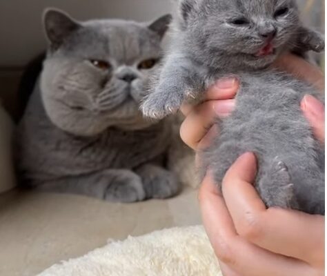 Everything You Need to Know About the British Shorthair History Trait, and Tips for 2024