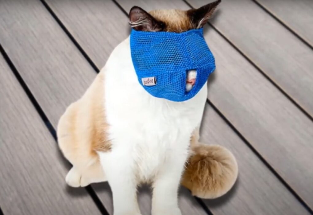 cat muzzle