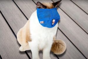 cat muzzle