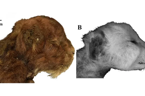 mummified saber toothed cat