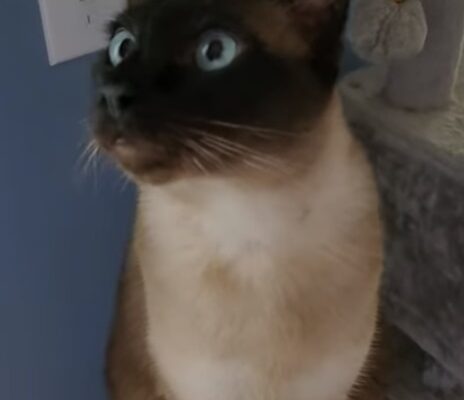 eal point siamese