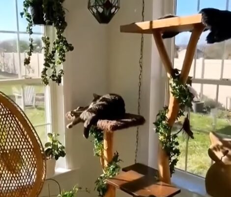 big cat tree