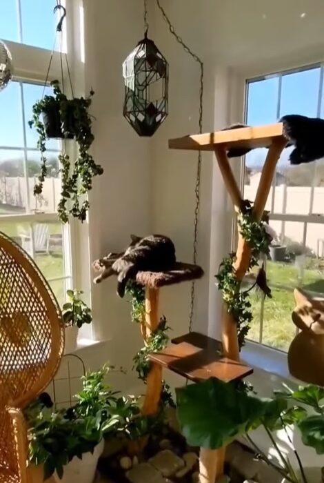 big cat tree