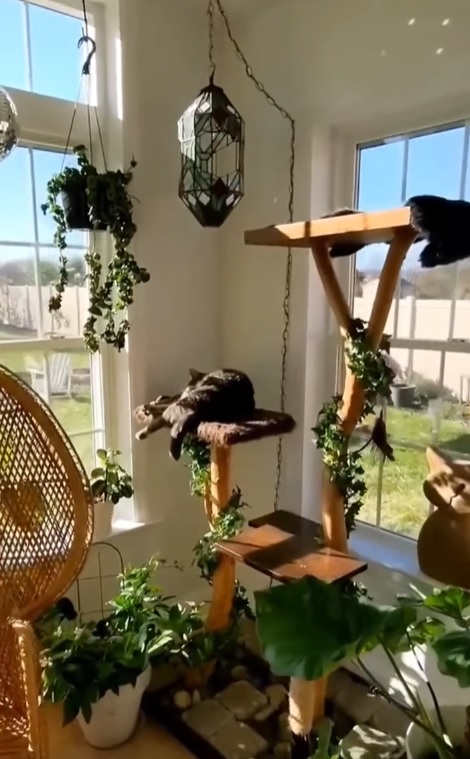 big cat tree