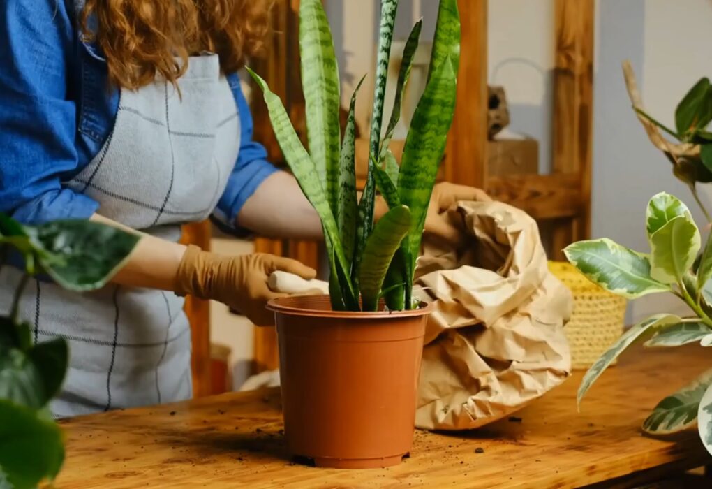 Are snake plants toxic to cats