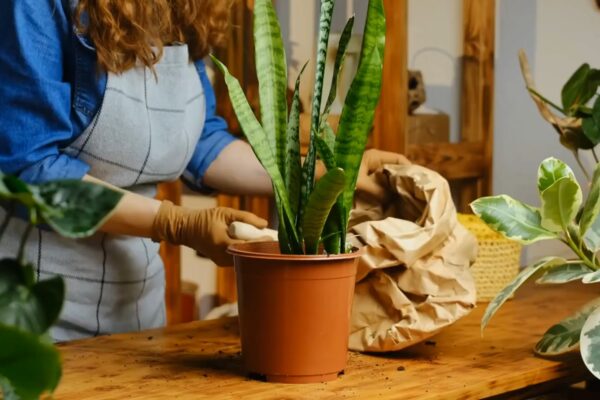 Are snake plants toxic to cats