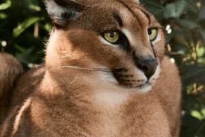 caracal cat