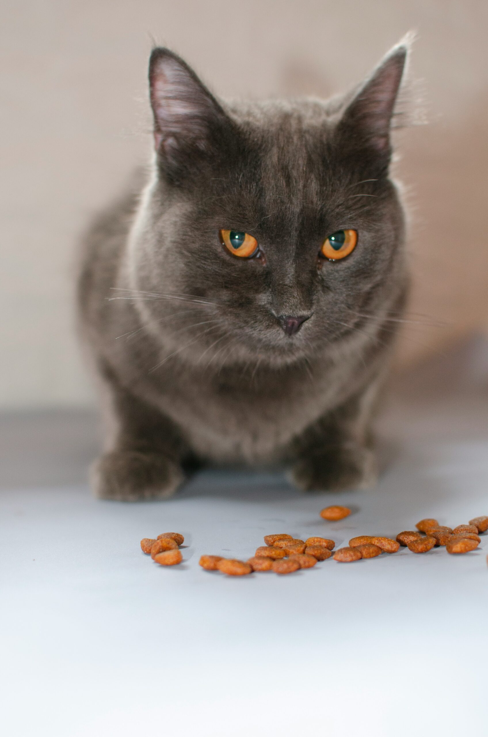 The Ultimate Guide to Homemade Cat Food Delicious and Nutritious Recipes