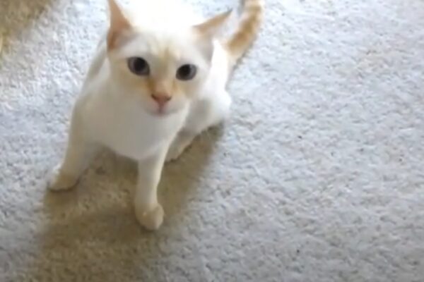 flame point siamese