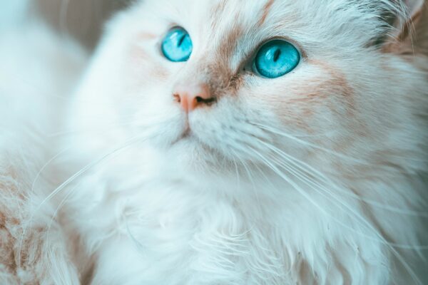 birman cat