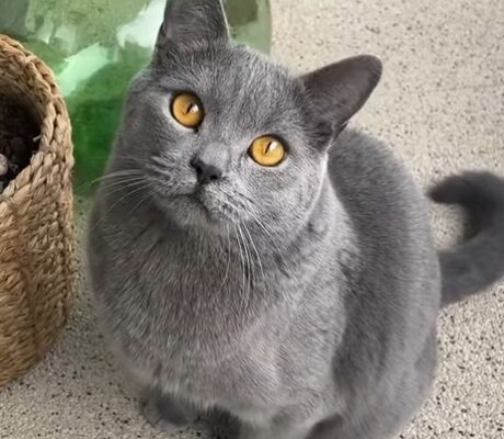 chartreux cat