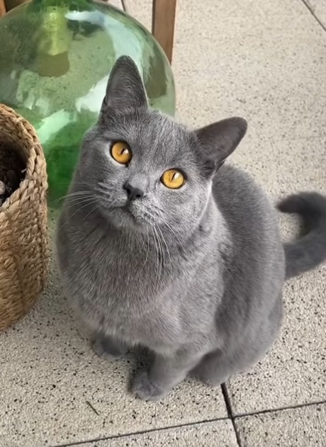 chartreux cat