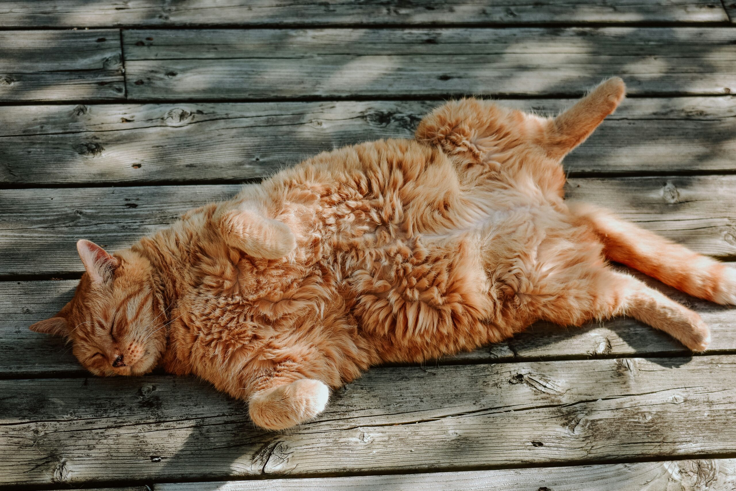 orange cat behavior