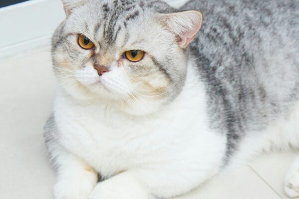 scottish fold cat