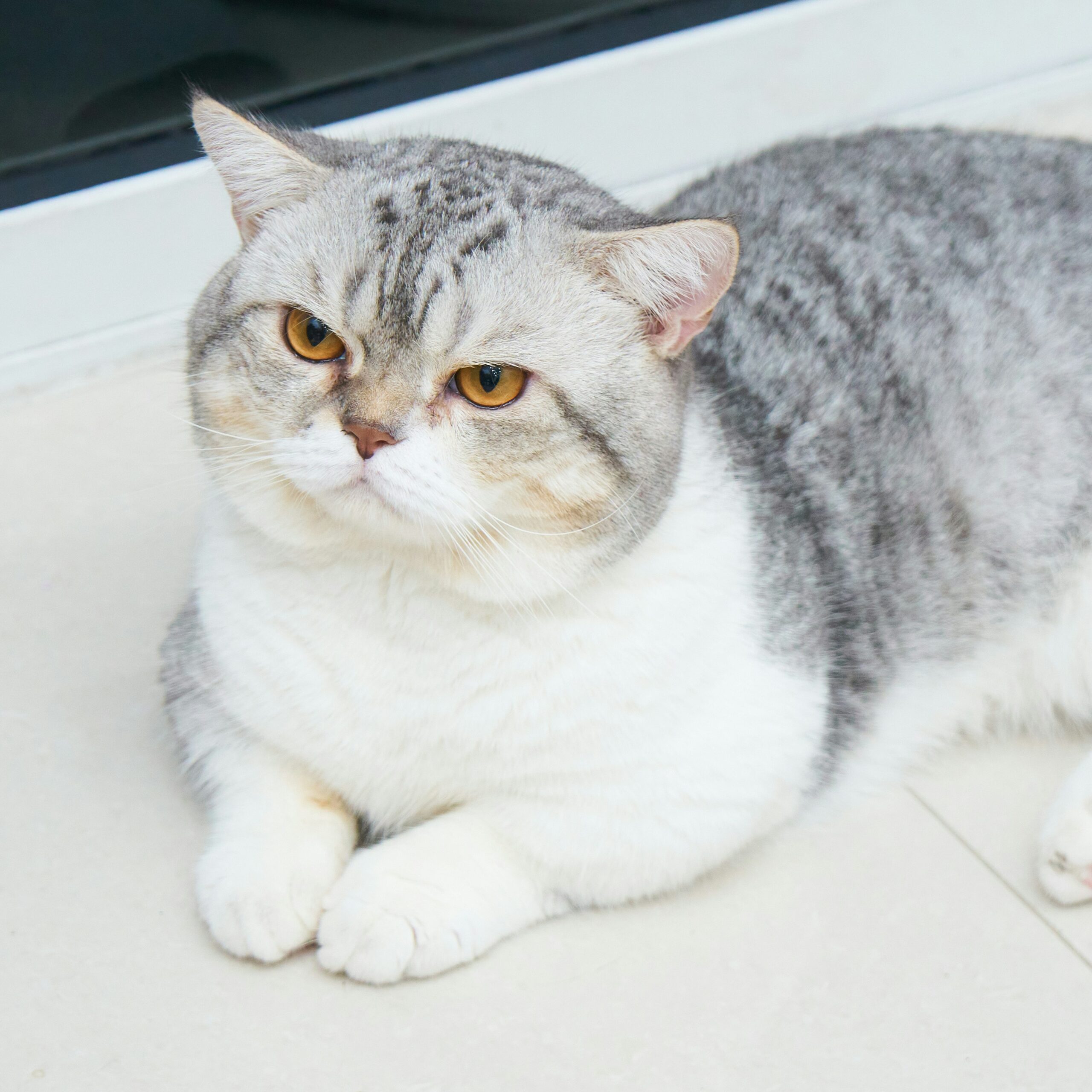 scottish fold cat