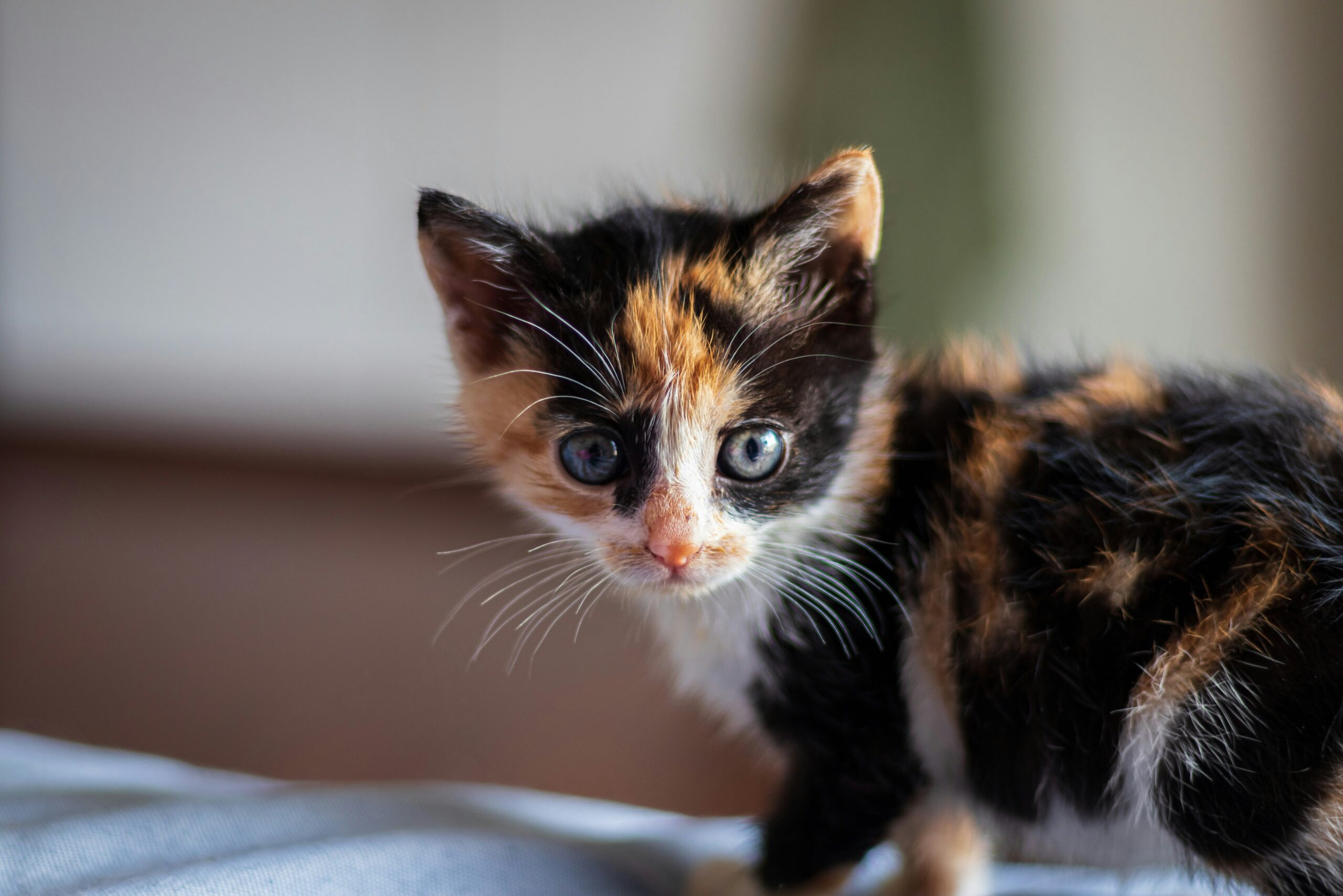 tortoise shell cat