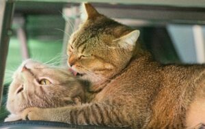 Abyssinian Shorthair