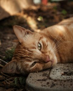 Abyssinian Tabby