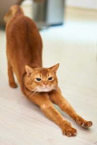 Abyssinian cat