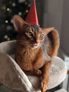 Abyssinian cat 