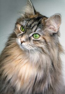 American Bobtail Longhair