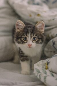 American Curl Longhair