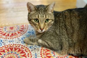 American Shorthair Tabby