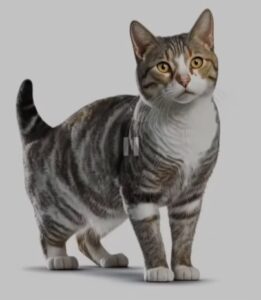 American Wirehair