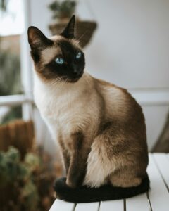 Balinese Longhair