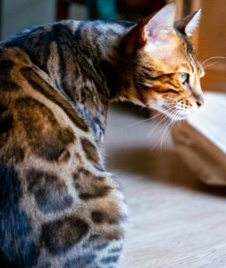 Bengal cat