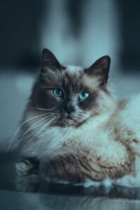 Birman