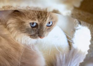 Birman Blue