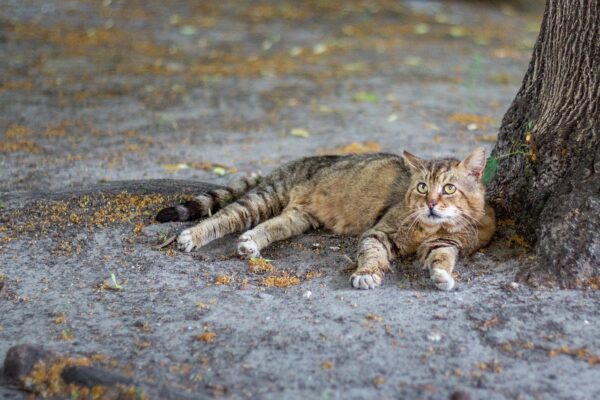 Black footed cat