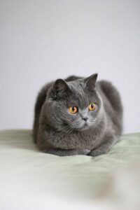 British Shorthair cat 