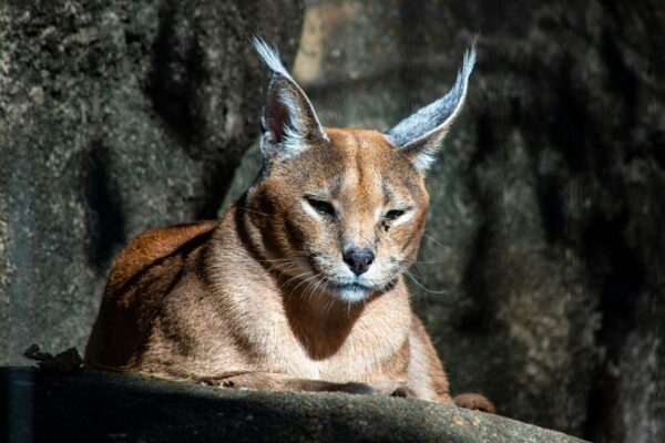 Caracal Cat Nature, Characteristics, and Care Tips 2024