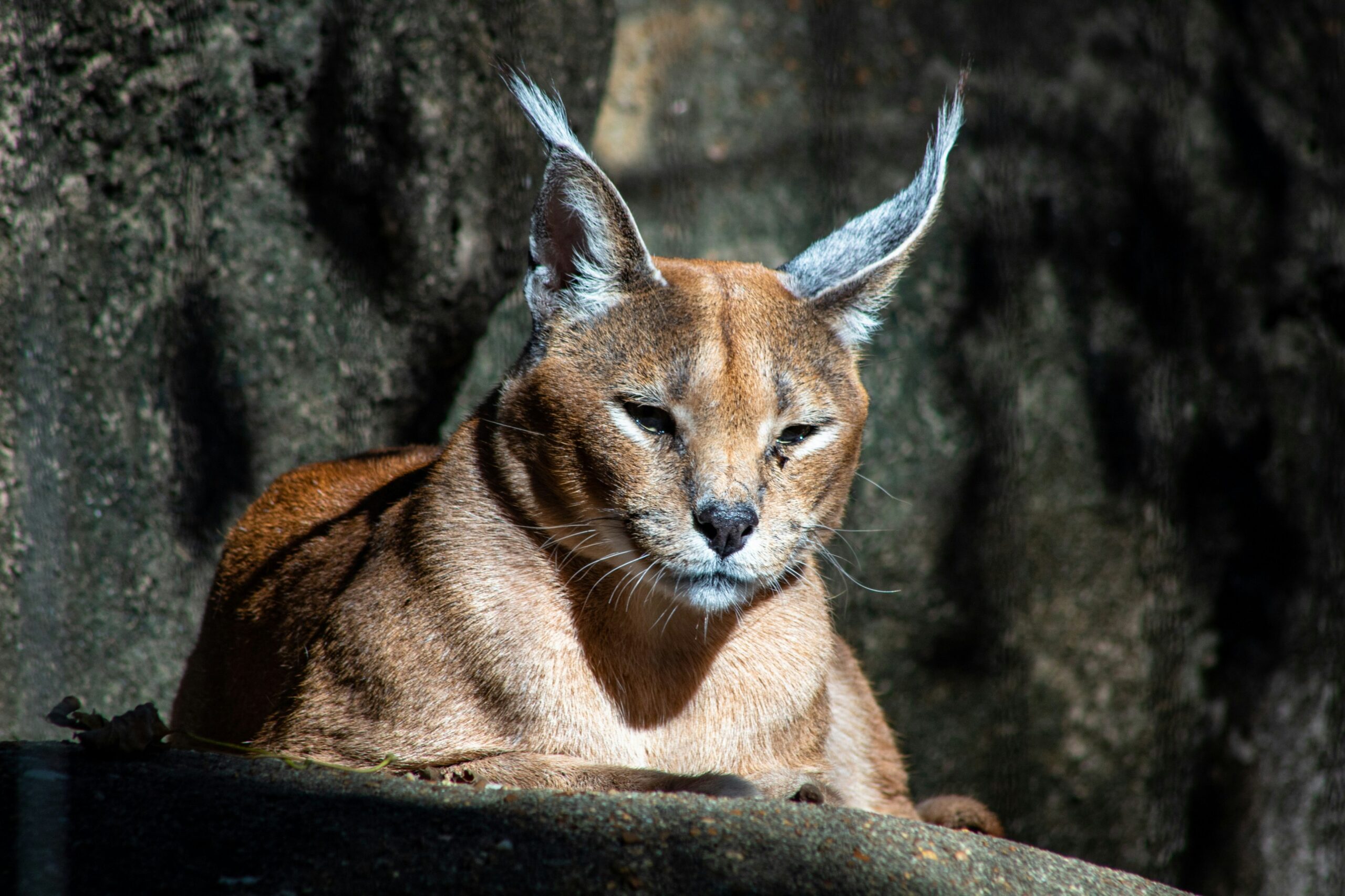 Caracal Cat Nature, Characteristics, and Care Tips 2024