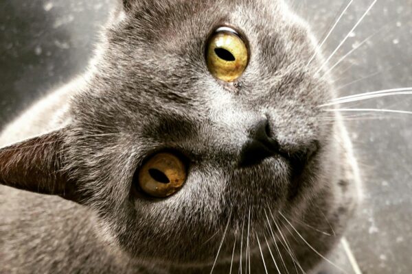 Chartreux Cat