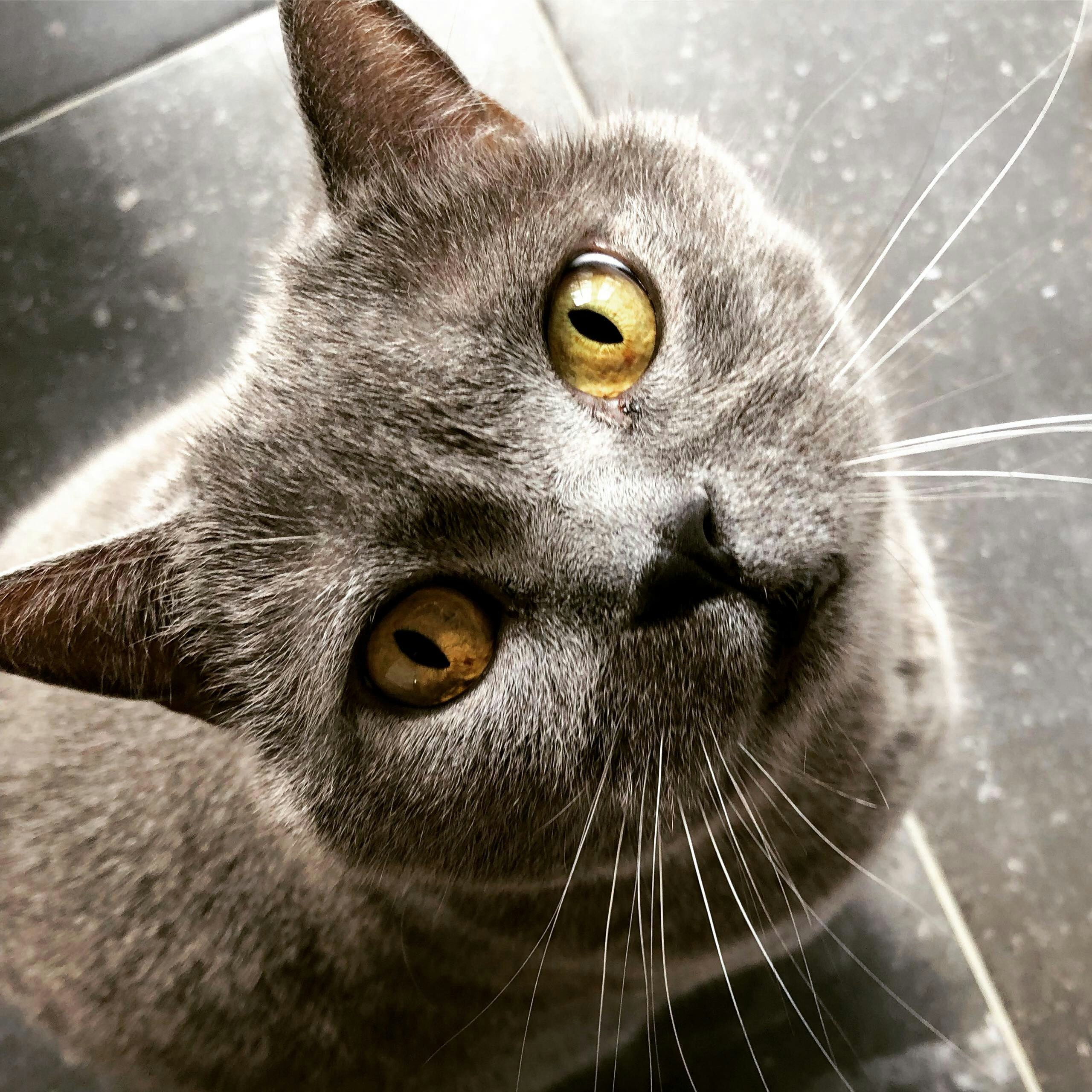 Chartreux Cat