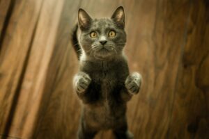 Chartreux Longhair