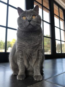 Chartreux cat